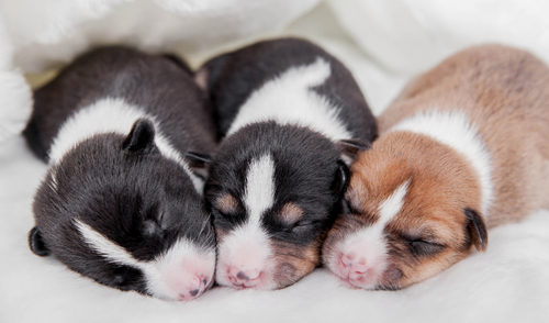 Recognizing Neonatal Distress in Puppies