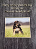 Kings Pet Puppy Health Record Folders (Assorted) 9x12