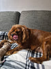 Puppy Welcome Home Bundle w/options