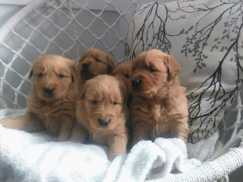 Puppy Bundle