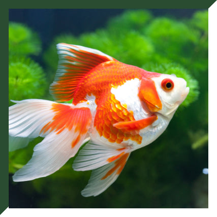 Fish Food & SuppliesA vibrant orange and white goldfish with flowing fins swims gracefully against a backdrop of lush green aquatic plants, evoking a sense of calm.