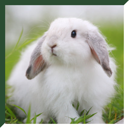 Small Animal Food & SuppliesFluffy white rabbit with gray ears sits on lush green grass, looking up curiously. The scene conveys a sense of tranquility and innocence.