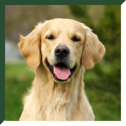 Dog Food & SuppliesGolden Retriever with a joyful expression, mouth open and tongue out, set against a blurred green background. The scene conveys happiness and warmth.