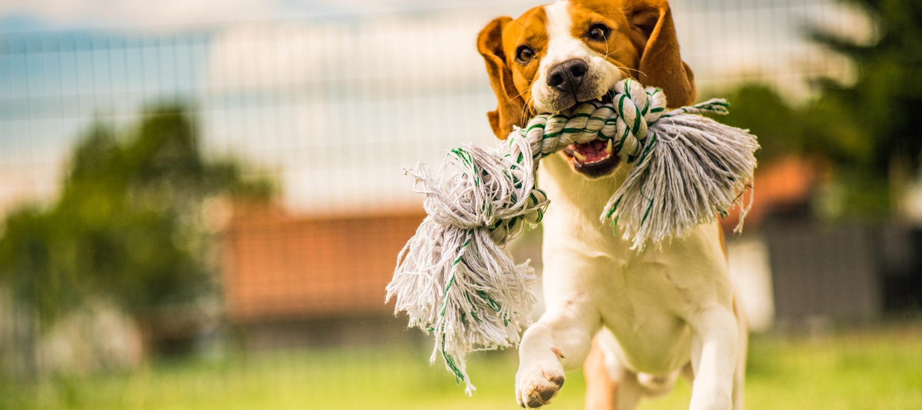 A joyful dog runs on grass, holding a rope toy in its mouth. The background is a blurred fence and greenery, conveying a sense of energy and playfulness.