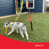 Tether Tug SMALL Outdoor & Indoor Tether Tug for Dogs Under 35 lbs.