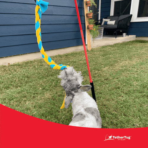 Tether Tug SMALL Outdoor & Indoor Tether Tug for Dogs Under 35 lbs.