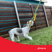 Tether Tug SMALL Outdoor & Indoor Tether Tug for Dogs Under 35 lbs.