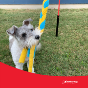 Tether Tug SMALL Outdoor & Indoor Tether Tug for Dogs Under 35 lbs.