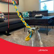 Tether Tug SMALL Outdoor & Indoor Tether Tug for Dogs Under 35 lbs.