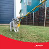 Tether Tug SMALL Outdoor & Indoor Tether Tug for Dogs Under 35 lbs.