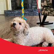 Tether Tug SMALL Outdoor & Indoor Tether Tug for Dogs Under 35 lbs.