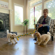 Tether Tug SMALL Outdoor & Indoor Tether Tug for Dogs Under 35 lbs.
